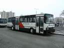Alba_BOS-786_5.JPG